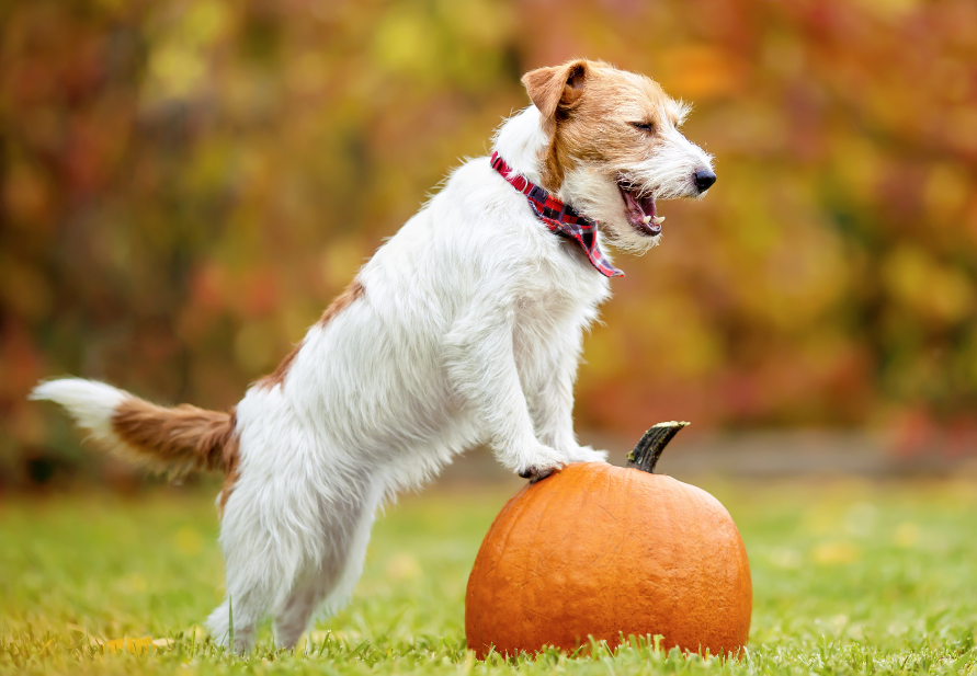 beneficios de la calabaza